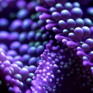 Acropora Coral - Image