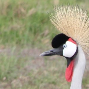 African Crane - Image