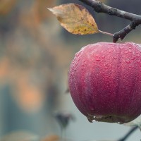 Apple Fall - Image