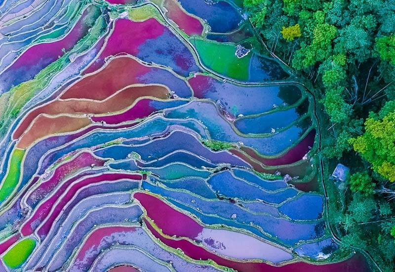 Assorted Rice Field Image