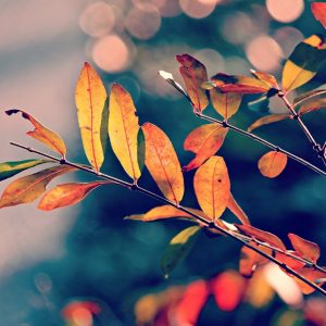 Autumn Foliage - Image