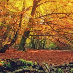 Autumn Forest - Image
