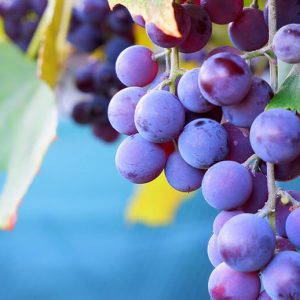 Autumn Grapes - Image