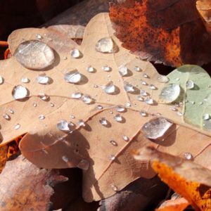Autumn Rain - Image