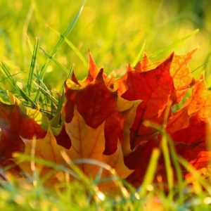 Autumn Tuft - Image