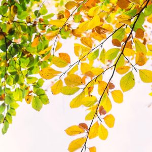 Autumn Leafs - Image