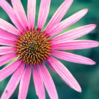 Beautiful Bloom - Image