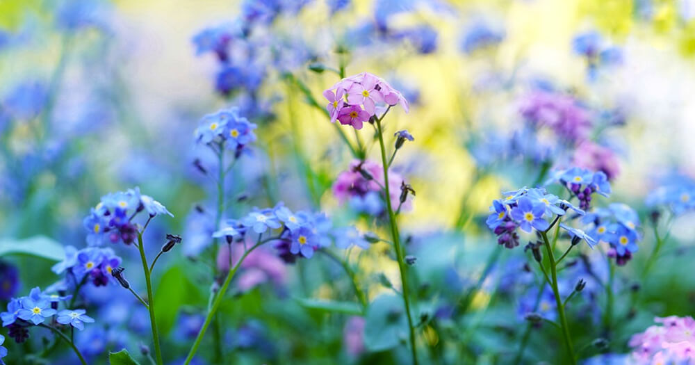 20 Beautiful Spring Color Schemes for 2021 - Cover Image