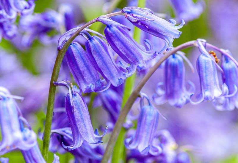 Bell Flowers Image