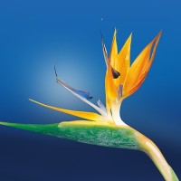 Bird Of Paradise Flower - Image