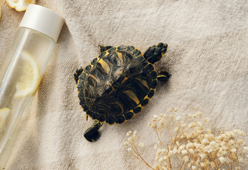 Black and Gold Turtle Image