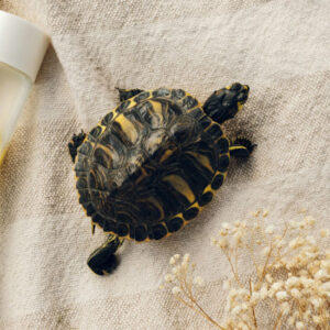 Black and Gold Turtle - Image