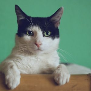 Black and White Cat - Image