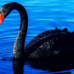 Black Swan - Image