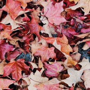 Blanket of Leaves - Image