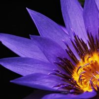 Blossom Bloom - Image