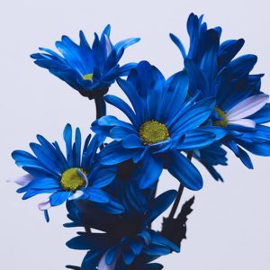 Blue flowers - Image