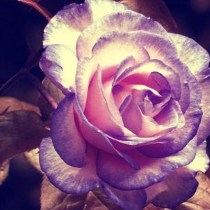 Blue Rose - Image