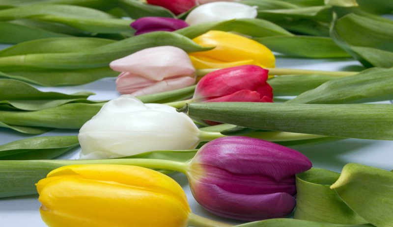 Brightly colored tulips in summer