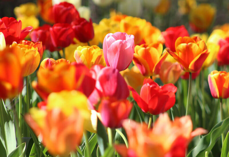 Bright Flowers Image