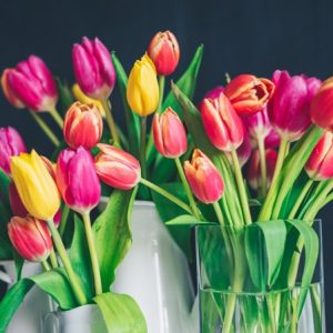 Bright Tulips - Image