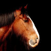Brown Horse - Image