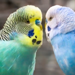 Budgies (Budgerigar) Birds - Image
