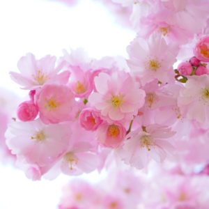 Cherry Blossom Flowers - Image