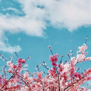 Cherry Blossoms against the Sky - Image