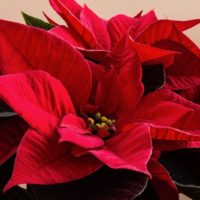 Christmas Red Flower - Image