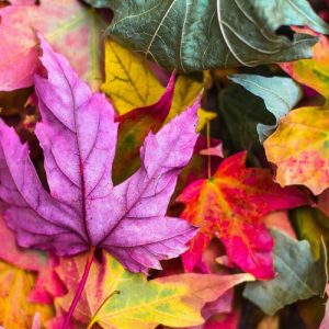 Closed for Autumn - Image