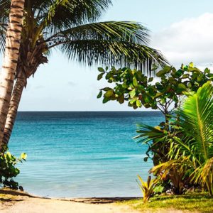 Coconut Tree on the Beach - Image