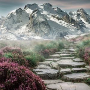 Cold Blossom - Image