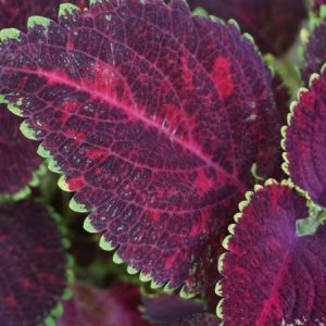 Coleus Leaves - Image