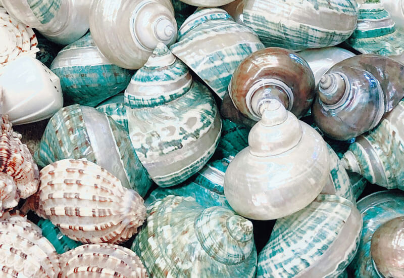 Colored Seashell Image