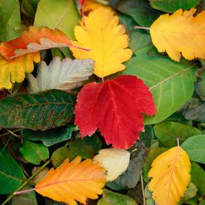 Colorful Autumn Leaves - Image