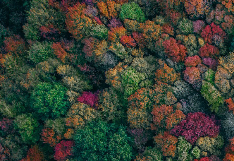 Colorful Forest Image