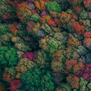 Colorful Forest - Image