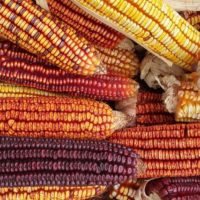 Colors of Corn - Image