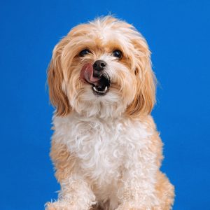 Cute Shi Tzu Dog - Image