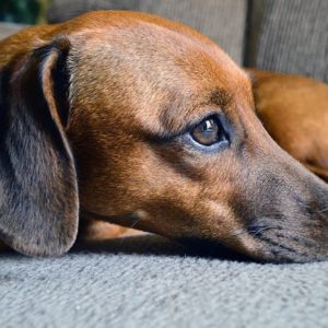 Dachshund - Image