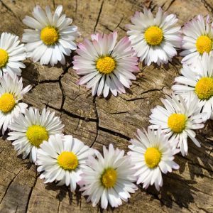 Daisies Heart - Image
