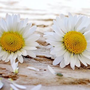 Daisy Chain - Image