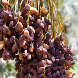 Date Palm - Image