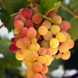 Delicious Grapes - Image