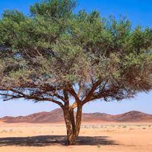 Desert Tree - Image