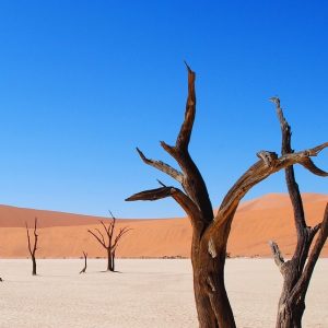 Desolate World - Image