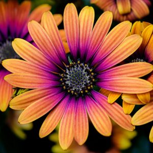Downtown Flowers - Image
