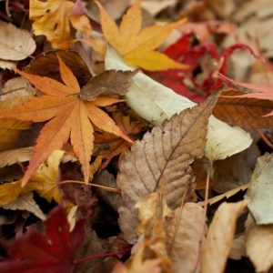 Dried Leaves - Image