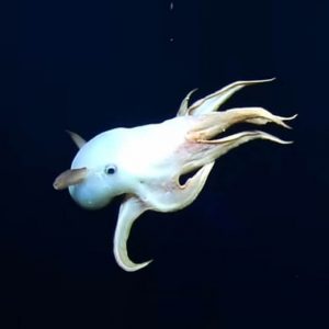 Dumbo Octopus in Deep Ocean - Image